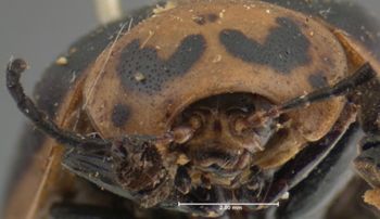 Media type: image; Entomology 17549   Aspect: head frontal view